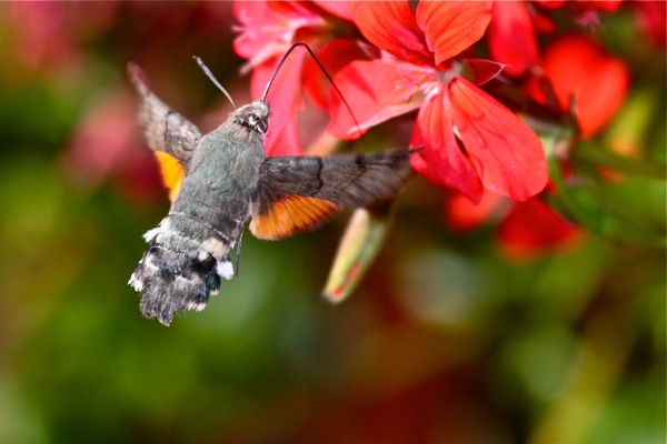 Un Macroglossum stellatarum si libra tra alcuni geranei (foto Alessandra Morgillo).